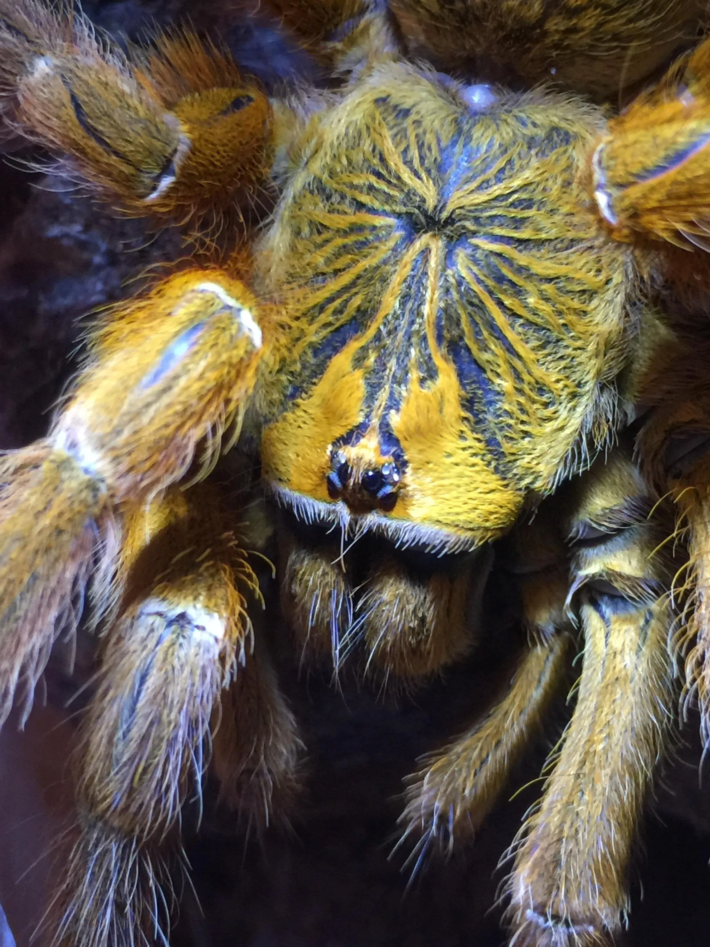 16636 obt tarantula enclosure setup