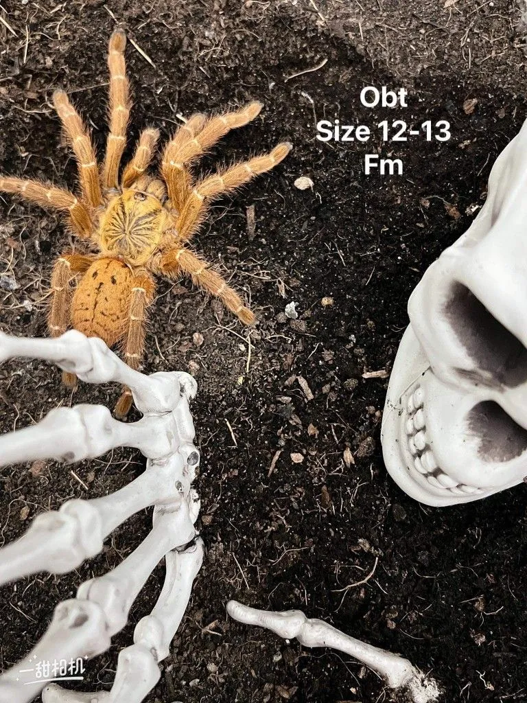 16636 obt tarantula feeding