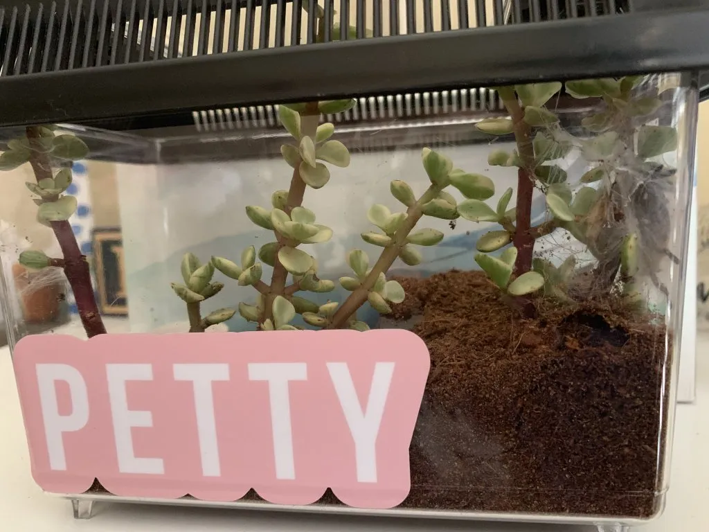 16636 obt tarantula handling