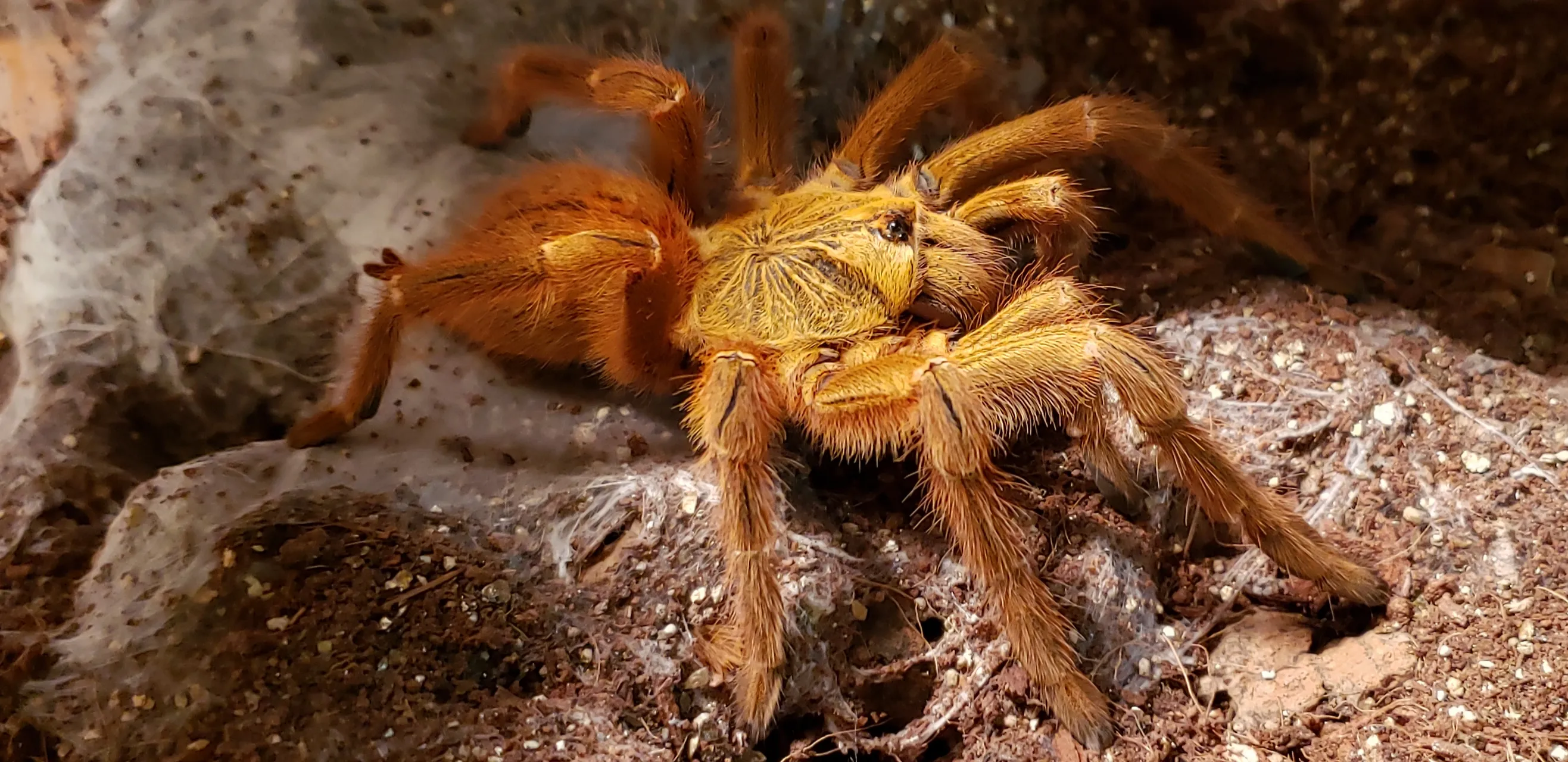 16636 obt tarantula in habitat