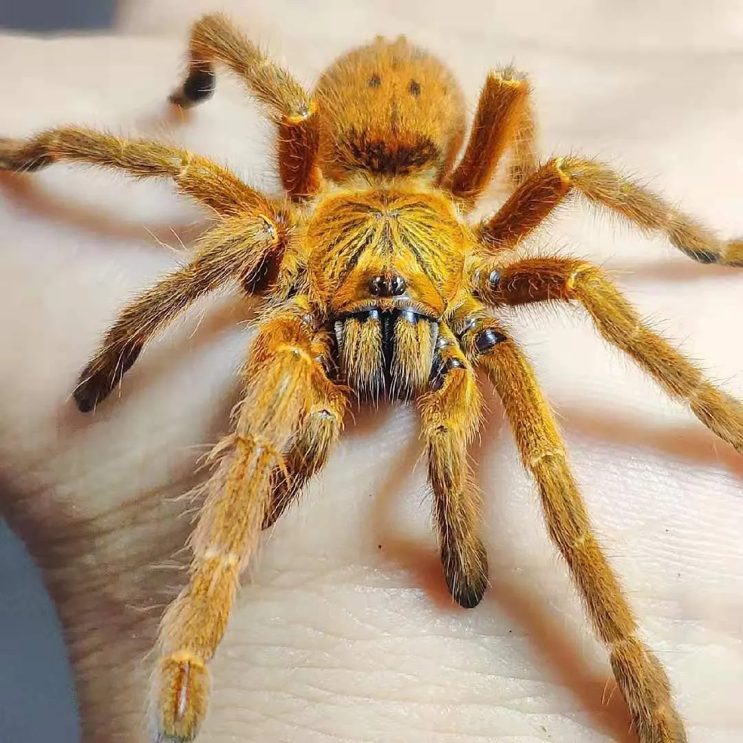 16636 obt tarantula molting