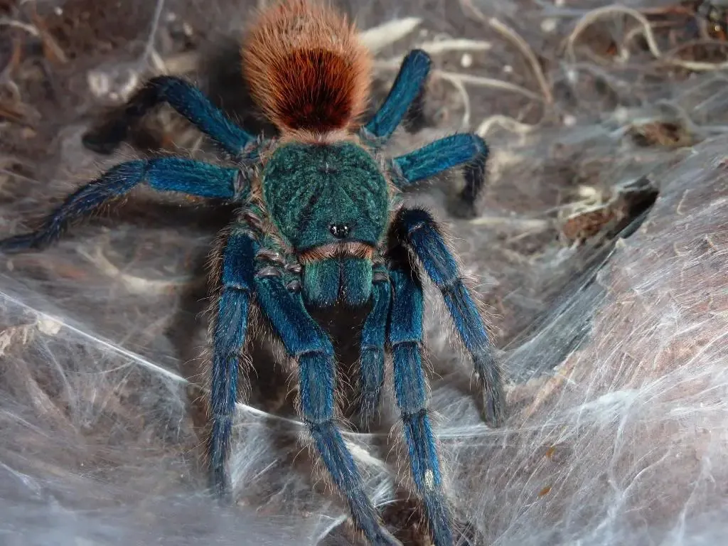 16637 gbb appearance