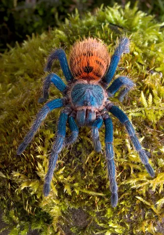 /img/16637-gbb-breeding.webp
