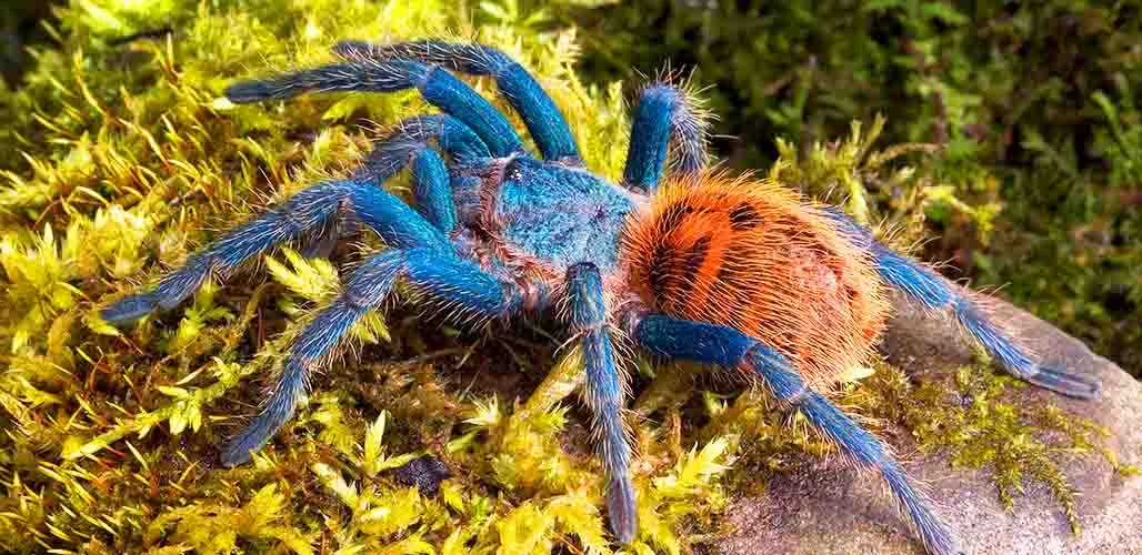 16637 gbb feeding