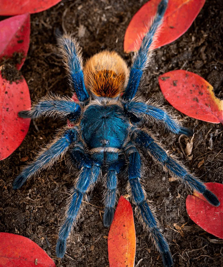 16637 gbb molting