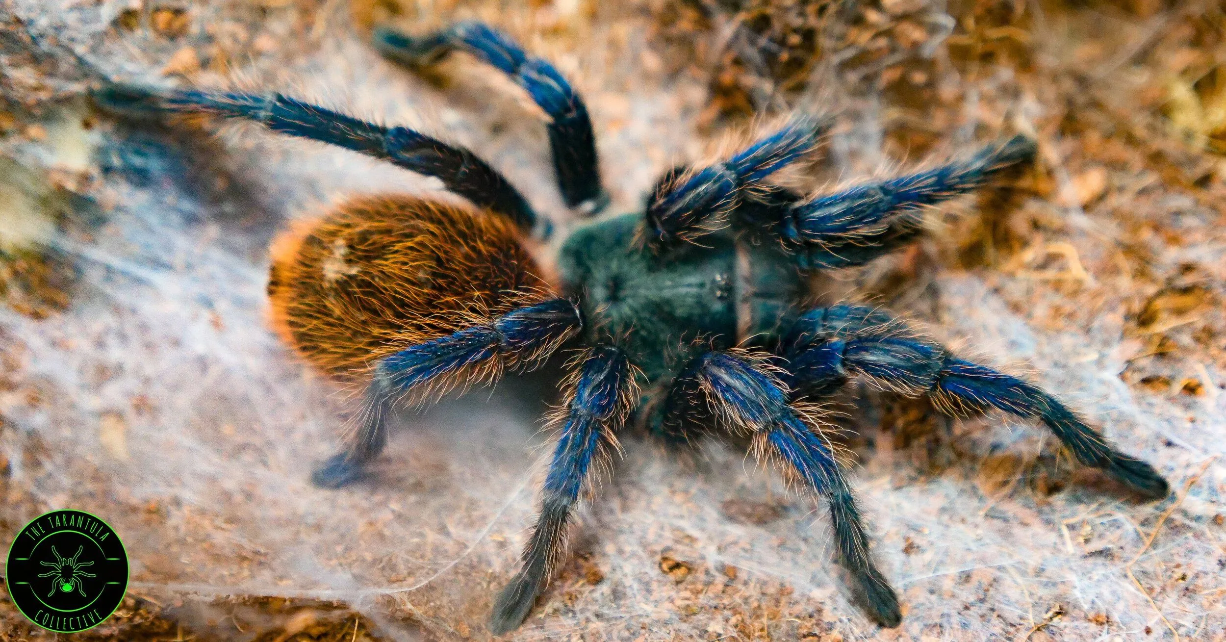 16637 green bottle blue tarantula overview
