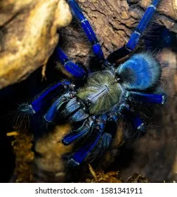 16641 singapore blue tarantula coloration