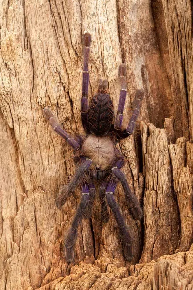 16641 singapore blue tarantula defensive
