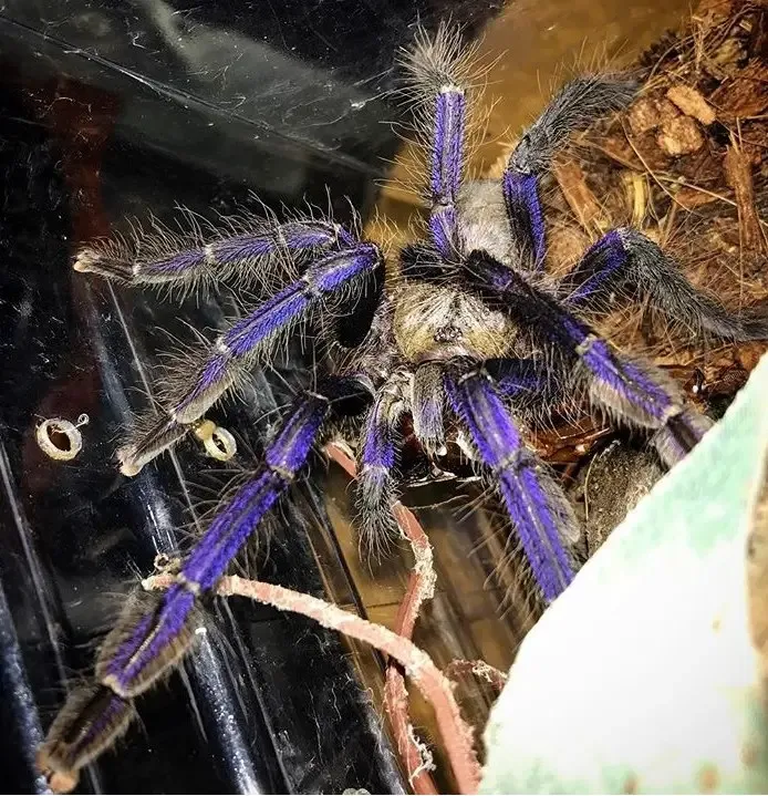 16641 singapore blue tarantula feeding