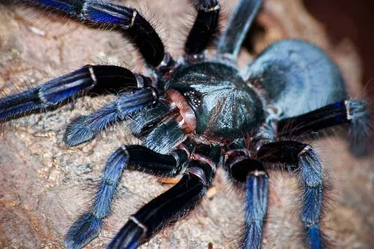 16641 singapore blue tarantula habitat