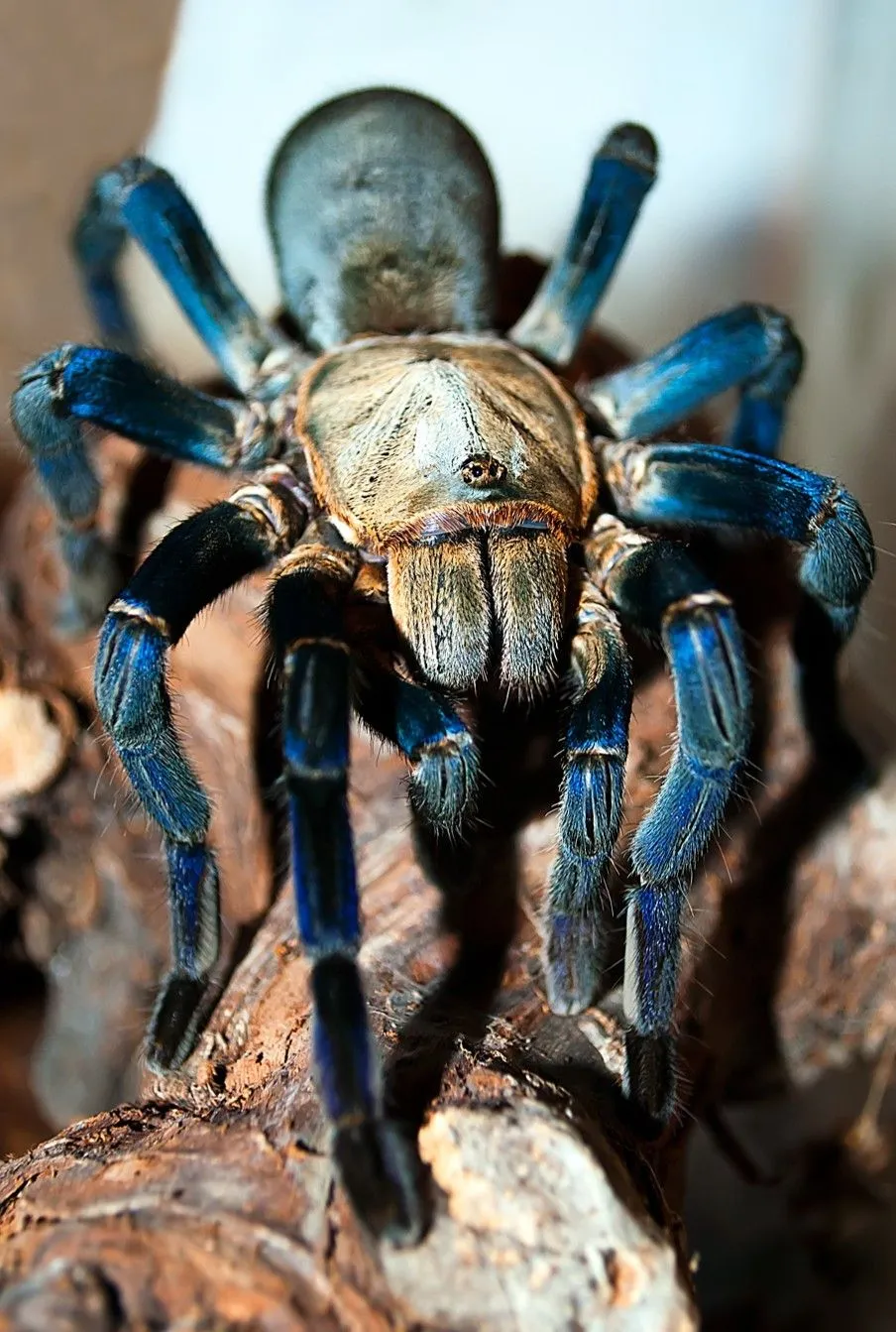 /img/16641-singapore-blue-tarantula-handling.webp