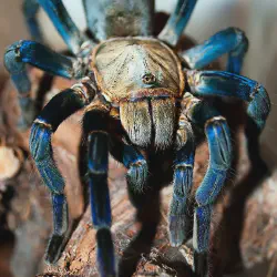 /img/16641-singapore-blue-tarantula-handling.webp