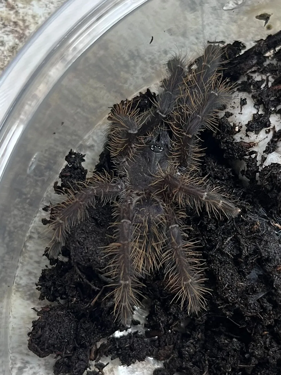 16641 singapore blue tarantula molting