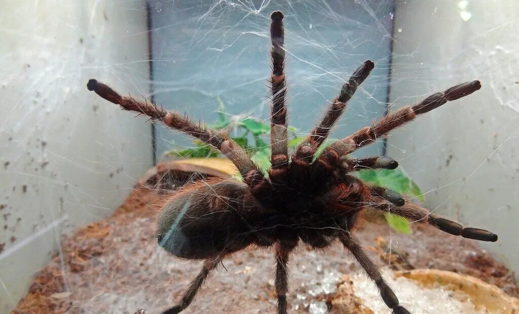 16642 red toe tarantula behavior
