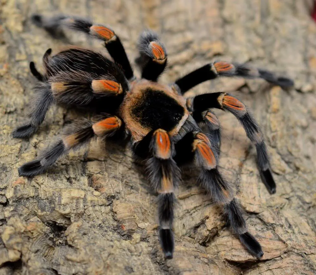 /img/16642-red-toe-tarantula-drinking.webp