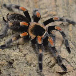 /img/16642-red-toe-tarantula-drinking.webp