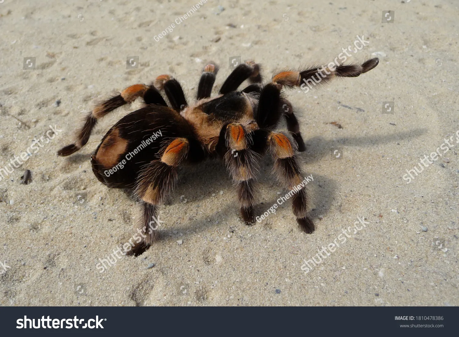 16642 red toe tarantula enclosure