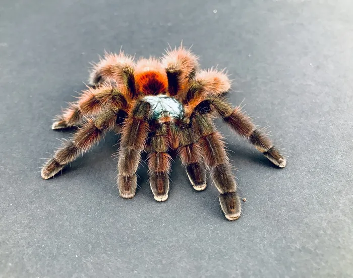 16642 red toe tarantula feeding