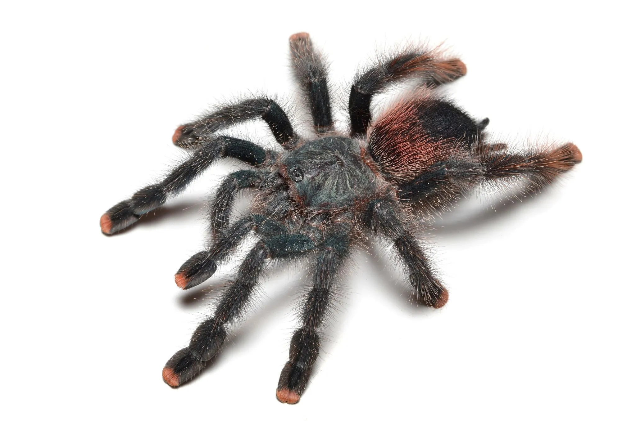 16642 red toe tarantula habitat