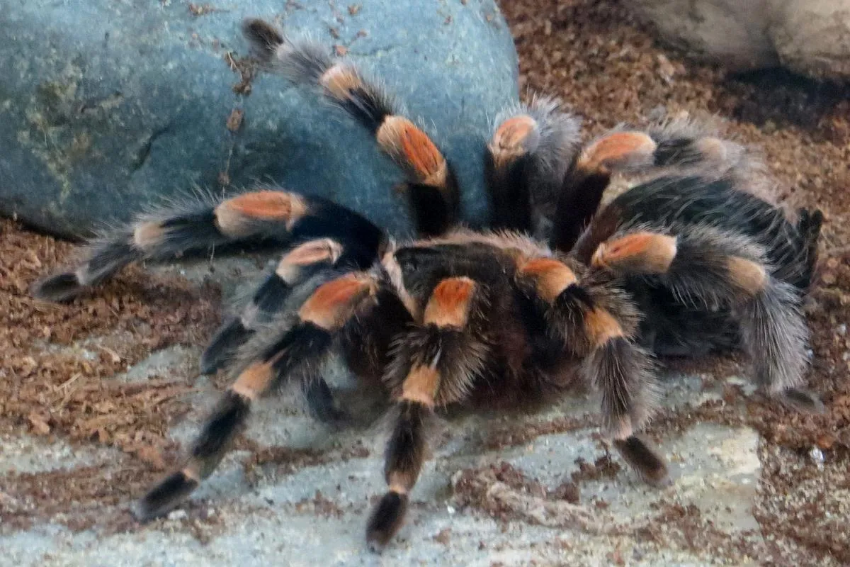 16642 red toe tarantula handling