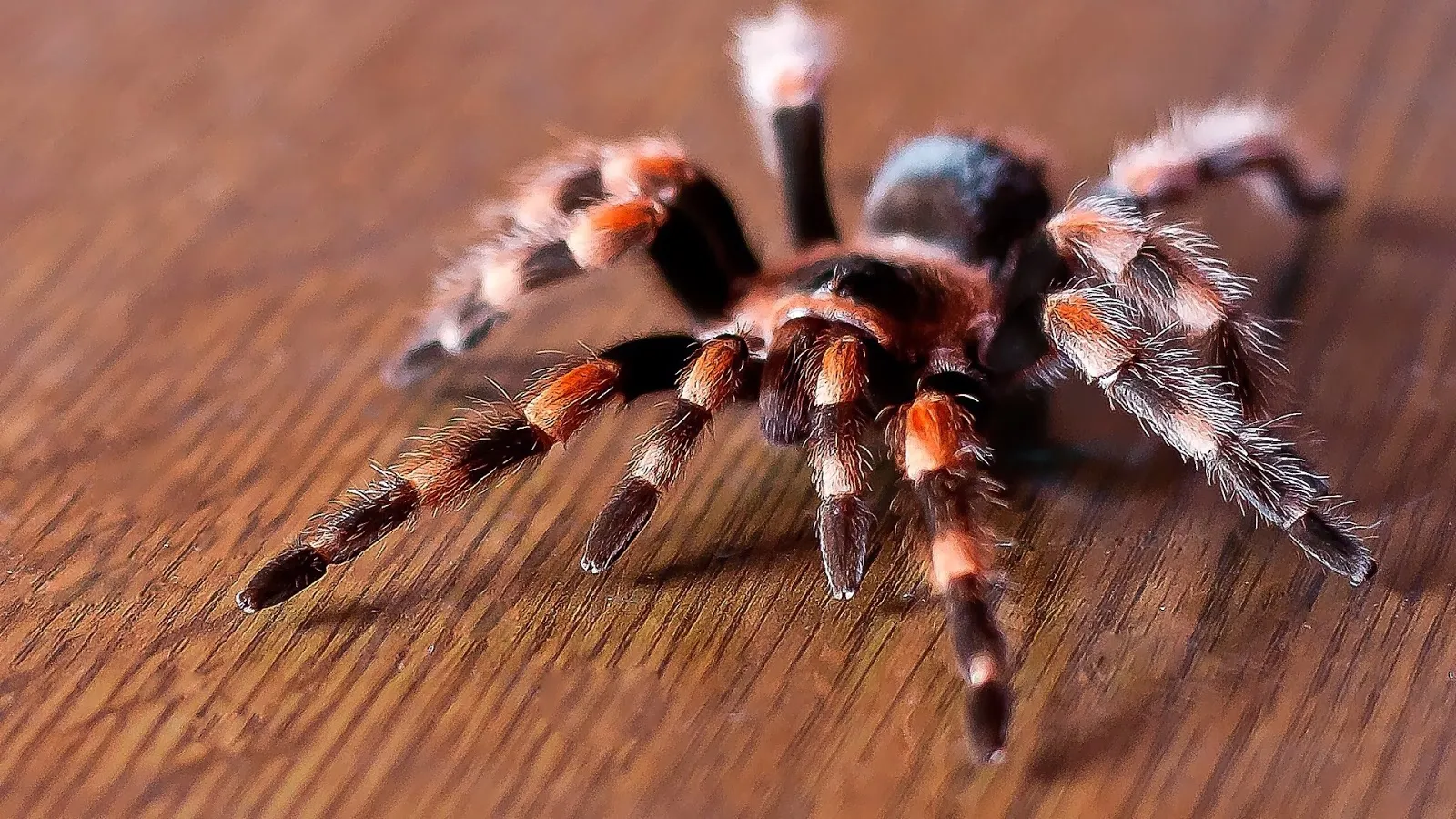 16642 red toe tarantula health