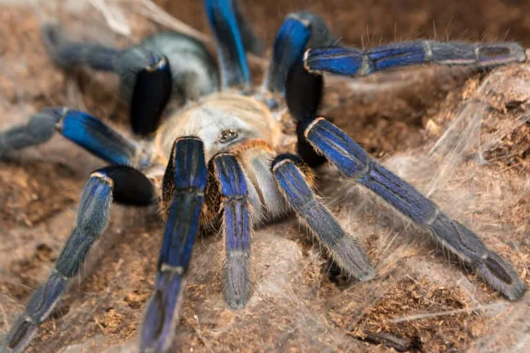 16643 tarantula dog encounter