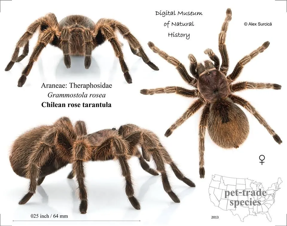 16643 tarantula dog fight
