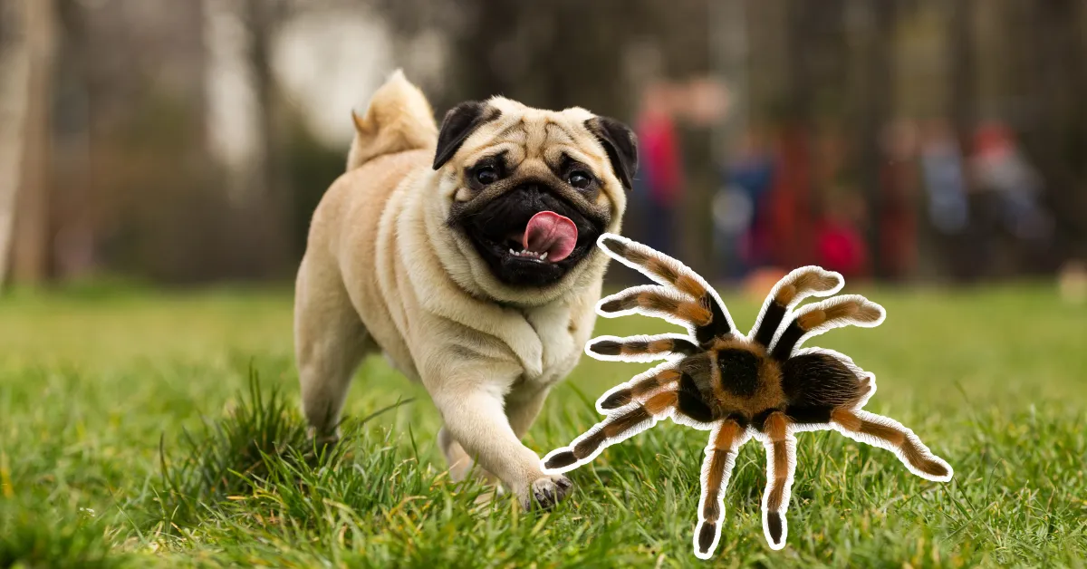 /img/16643-tarantula-dog-habitat.webp