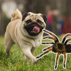 /img/16643-tarantula-dog-habitat.webp
