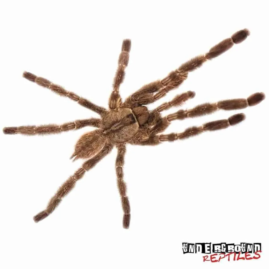 16644 bengal ornamental tarantula coloration