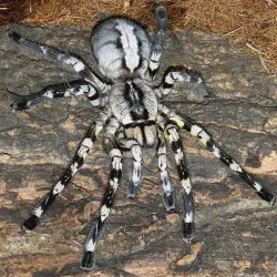 /img/16644-bengal-ornamental-tarantula-conservation.webp