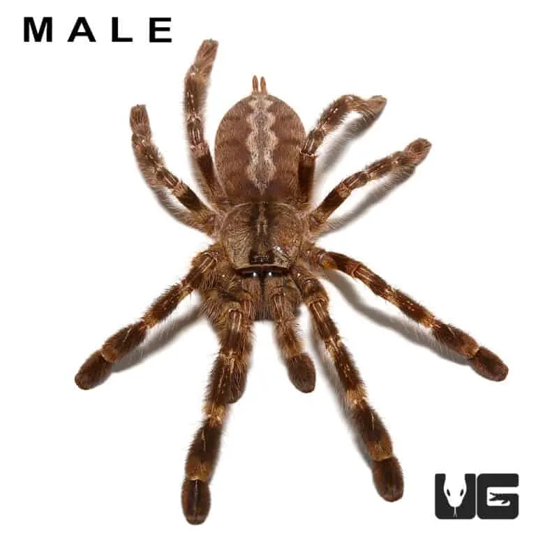 16644 bengal ornamental tarantula defensive