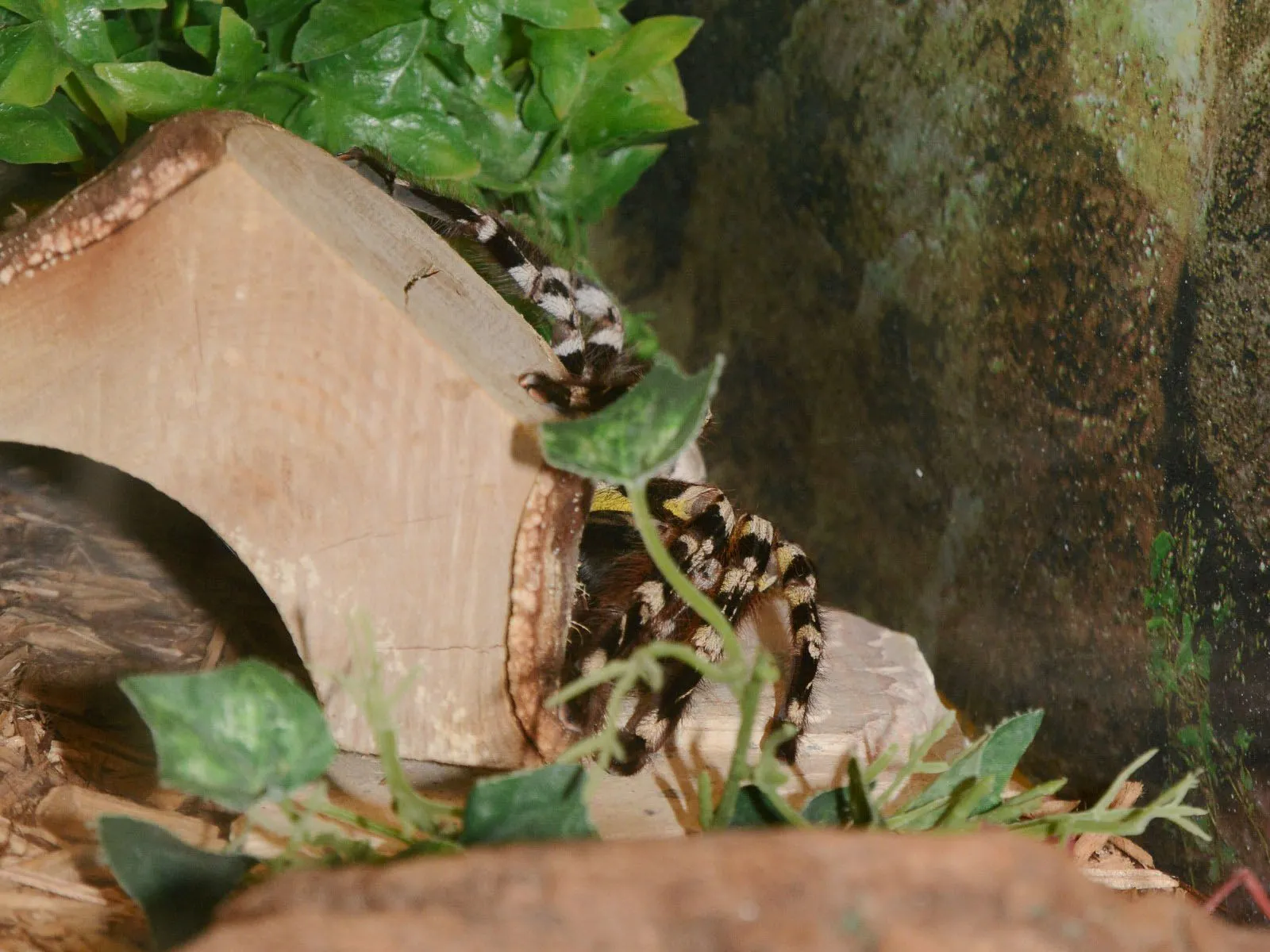 16644 bengal ornamental tarantula feeding