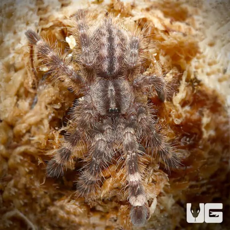 16644 bengal ornamental tarantula habitat