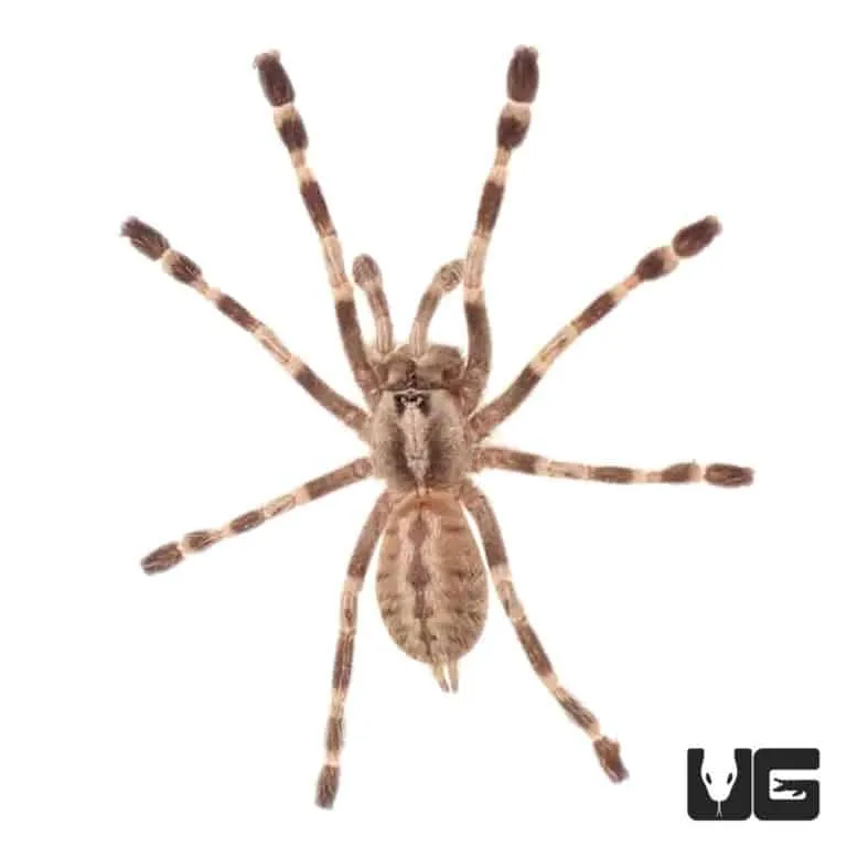 16644 bengal ornamental tarantula size