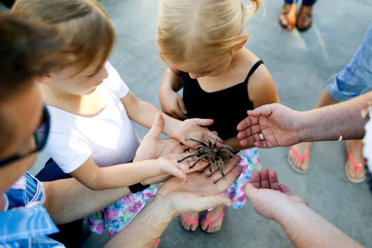 16652 tarantula handling