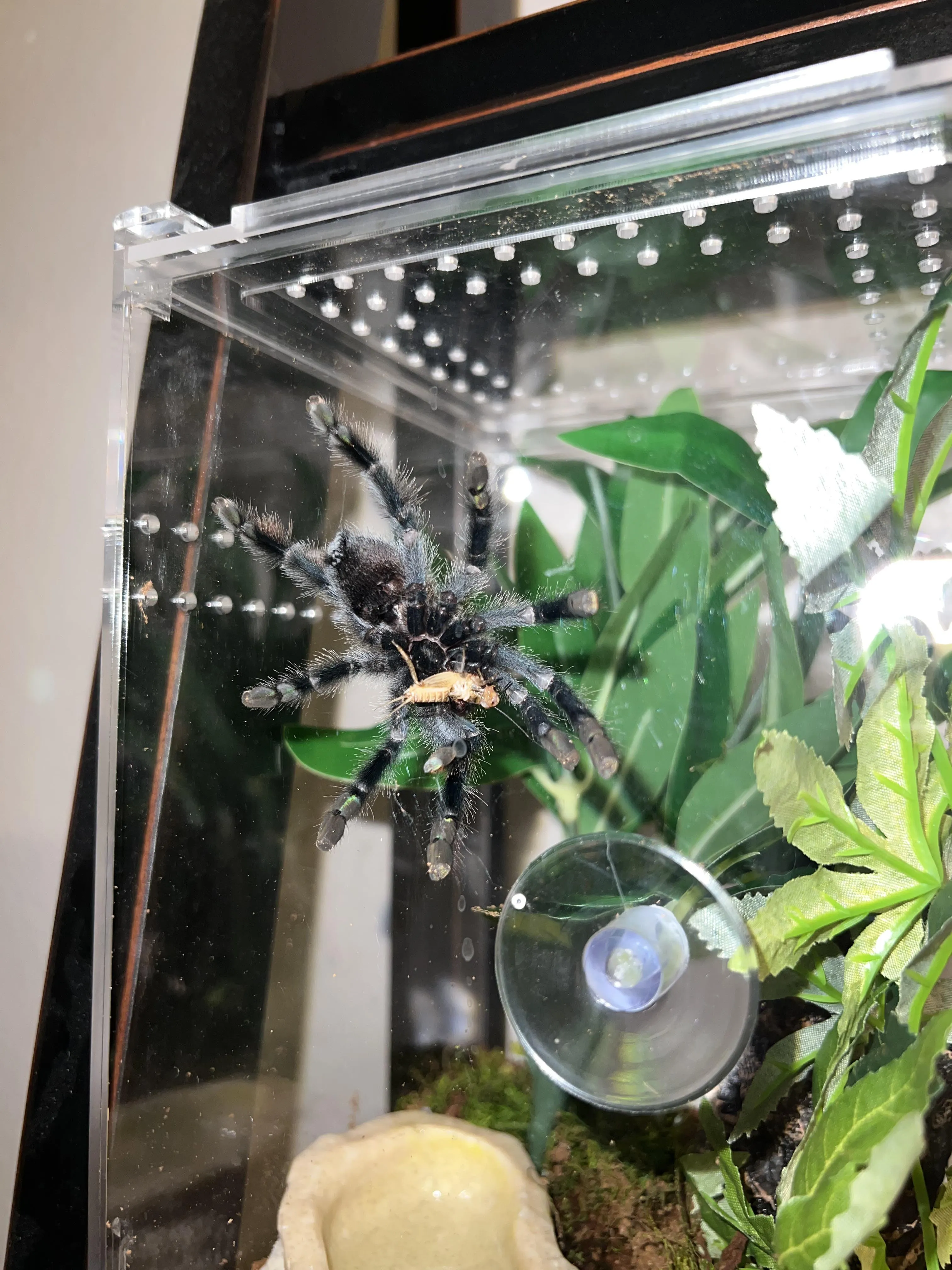 /img/16656-eating-tarantula-culture.webp