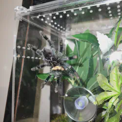 /img/16656-eating-tarantula-culture.webp