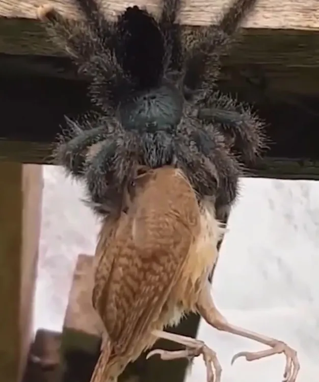16656 frying tarantula