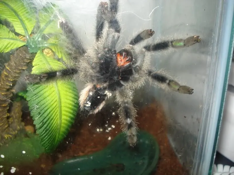 16656 grilled tarantula