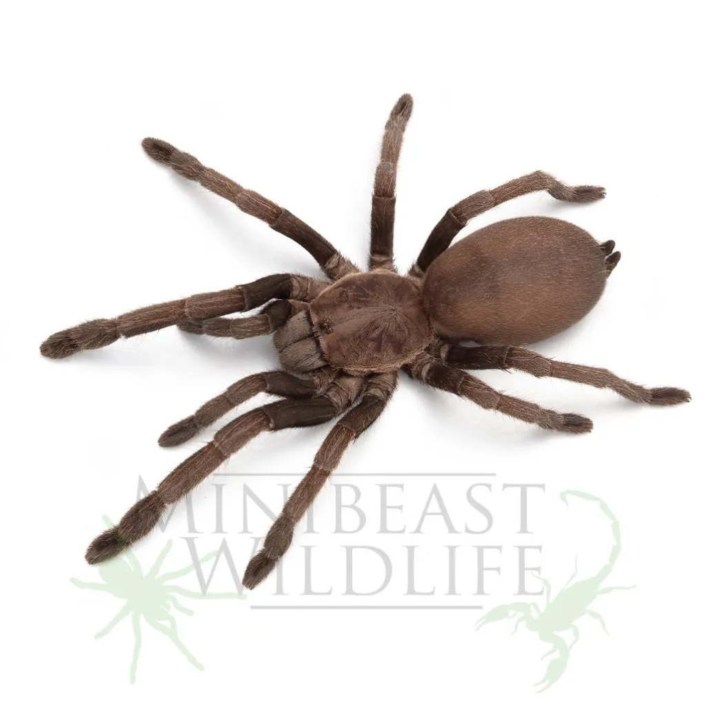 16658 feeding tarantula