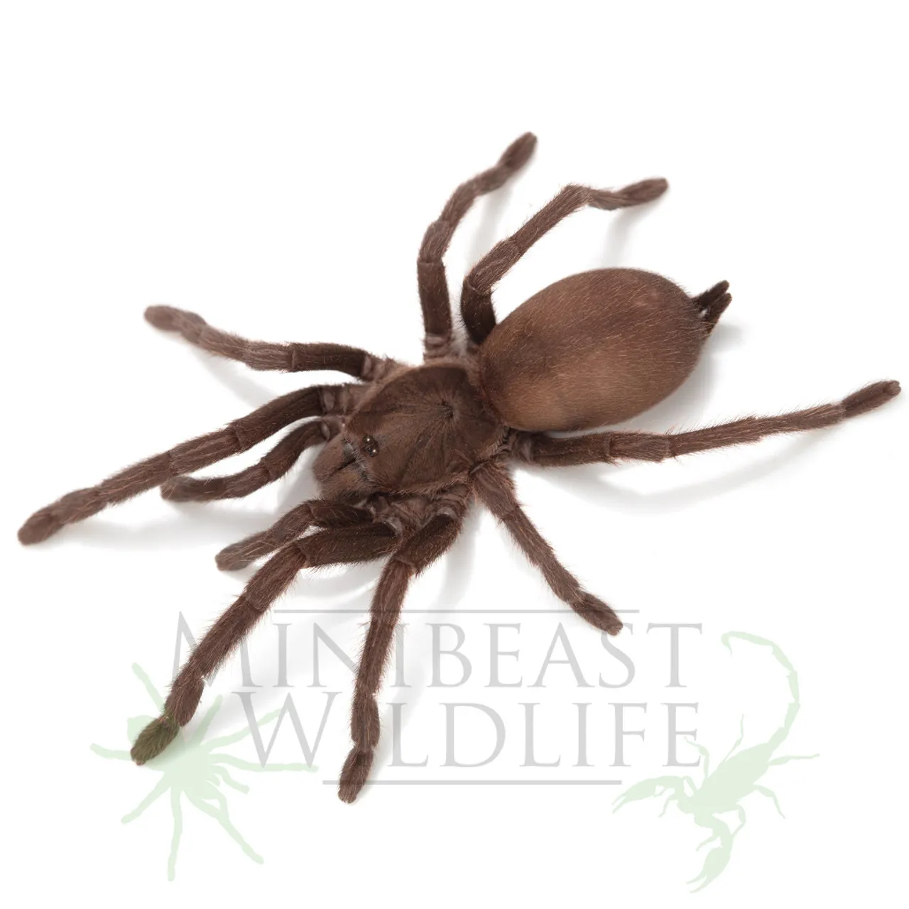 /img/16658-tarantula-care.webp
