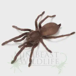 /img/16658-tarantula-care.webp