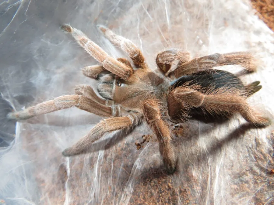16658 tarantula enclosure