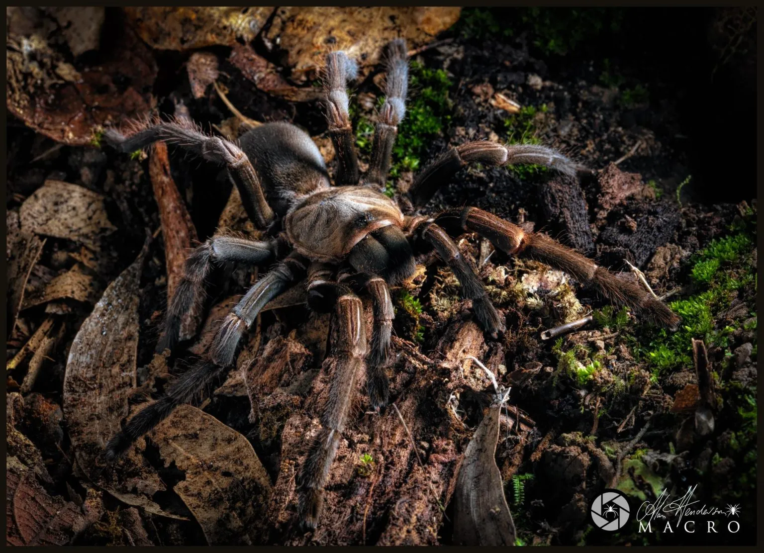 16658 tarantula handling