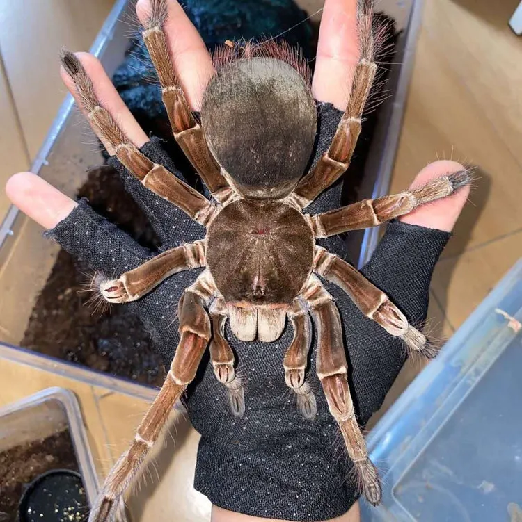 16661 birdeater tarantula color variations