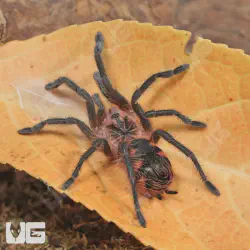 /img/16661-birdeater-tarantula-enclosure.webp