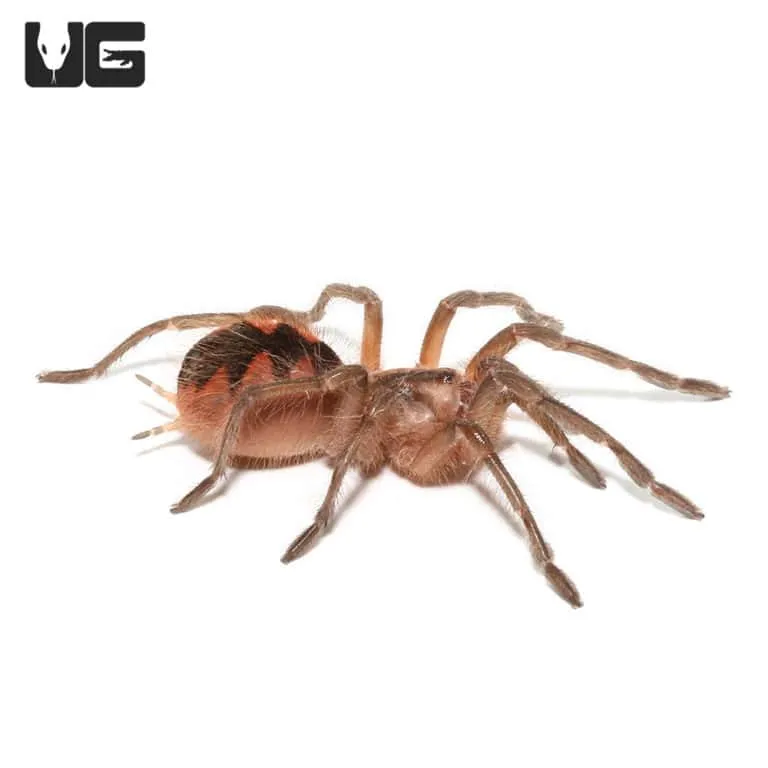 16661 birdeater tarantula feeding