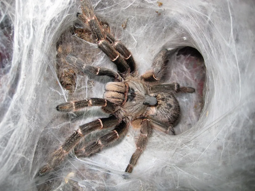 16661 birdeater tarantula pet store