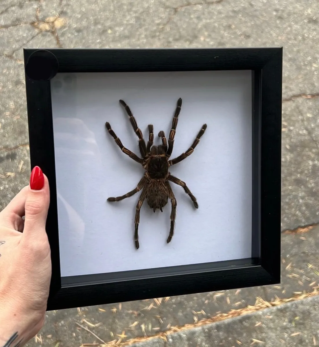 16661 birdeater tarantula size comparison